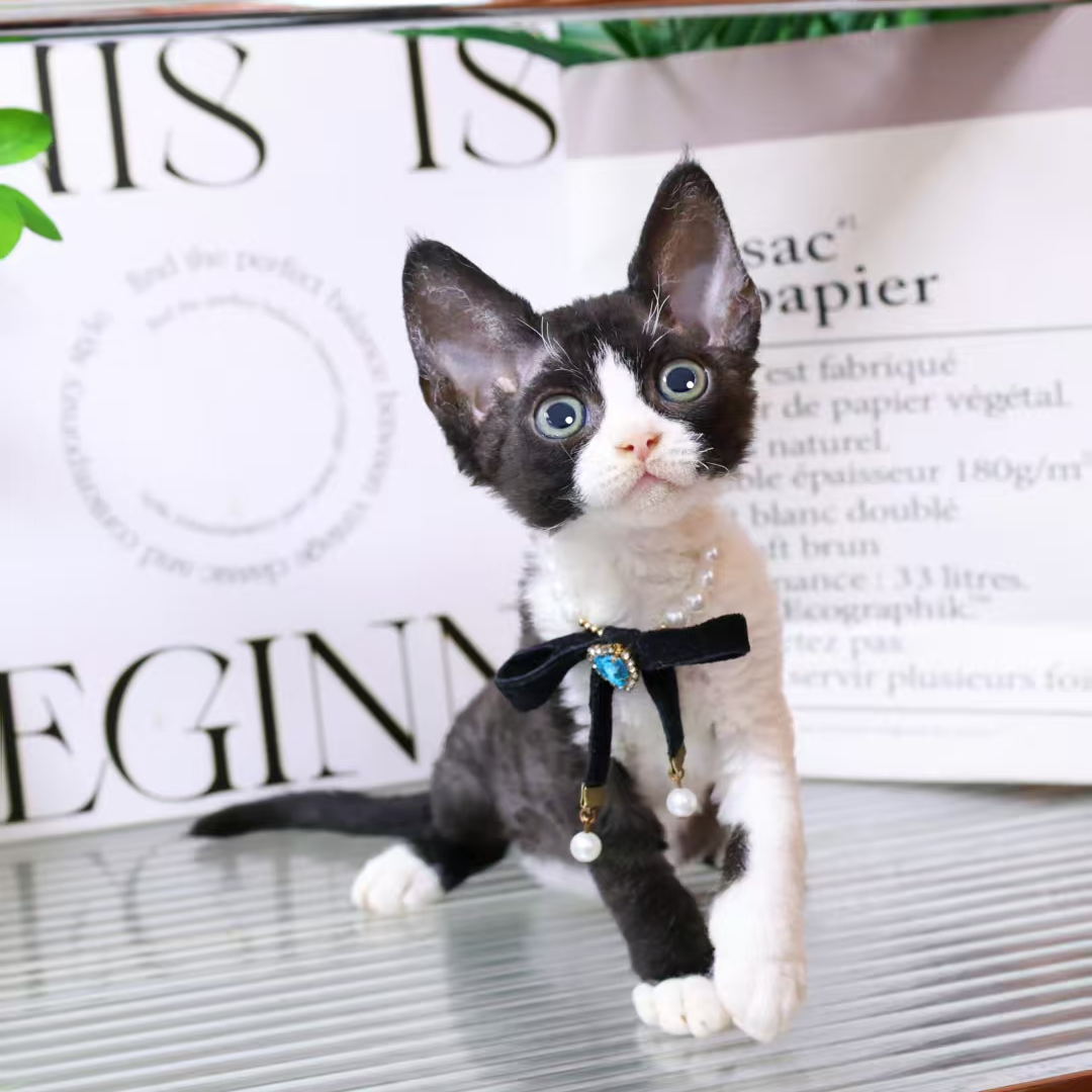 【蔚蓝家】德文卷毛猫黑白开脸妹妹-钱钱