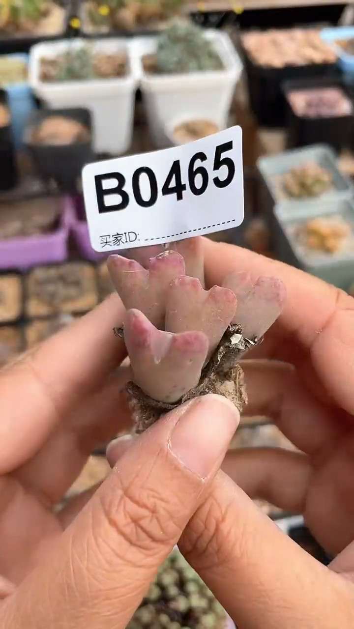 【闪购商品】0465直播一物一拍