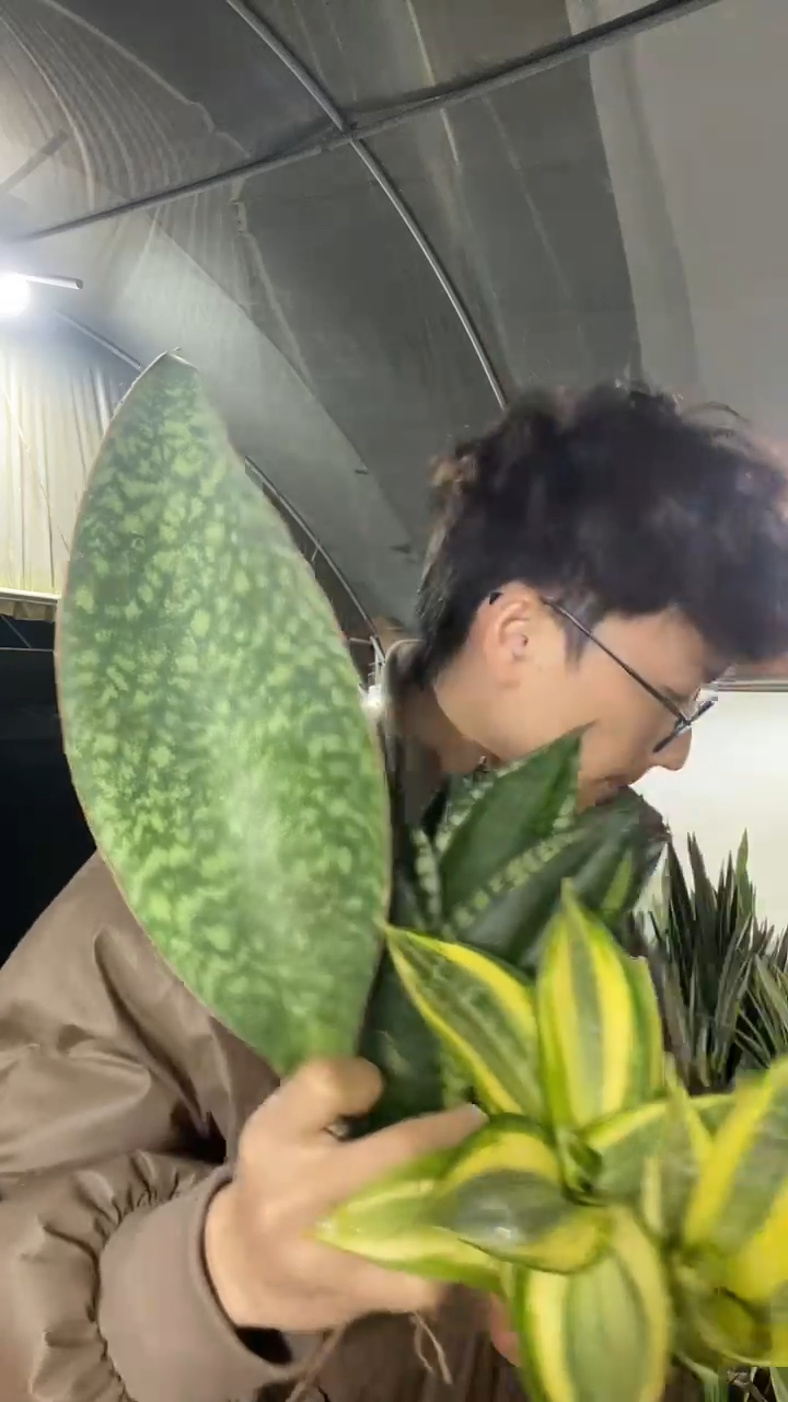 翡翠宝镜+矮脚星空+哈尼+小佛手+金虎仔