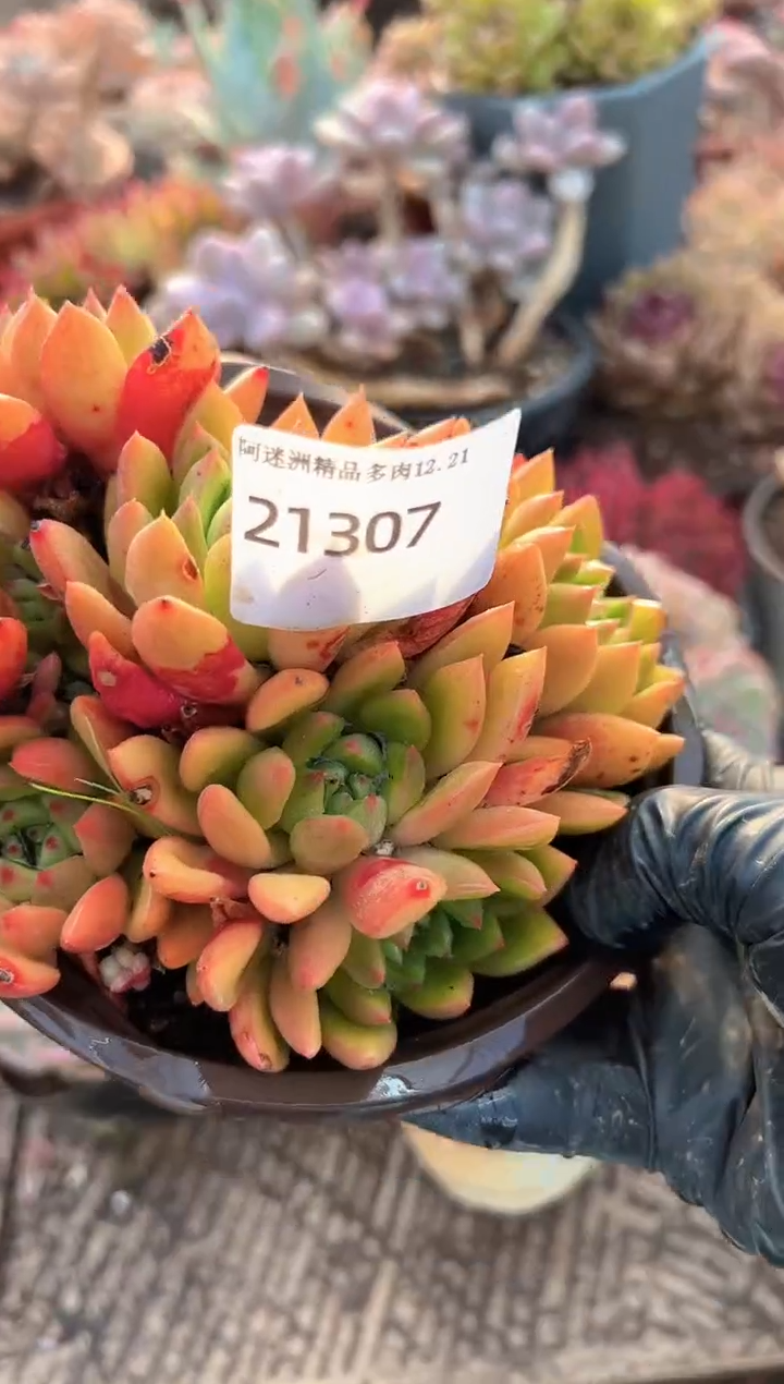 六**顺多肉植物一物一拍21307