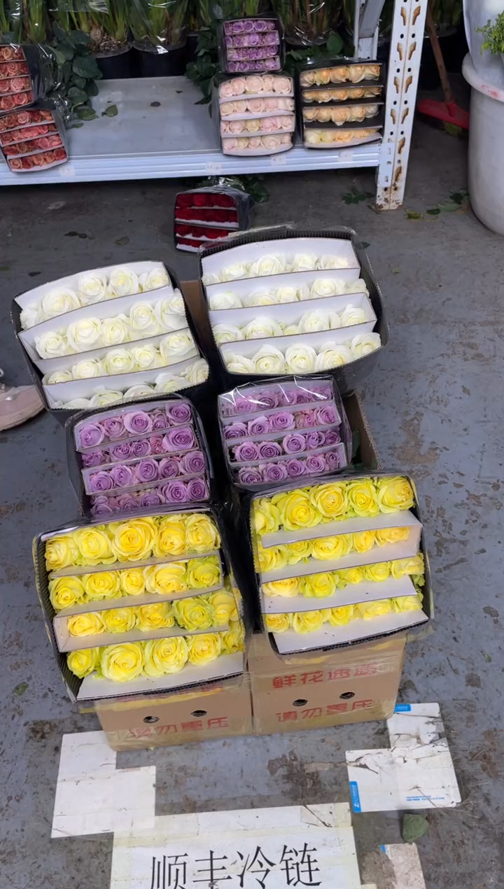 浪漫沙滩20枝+海洋之歌20枝+骄傲20枝