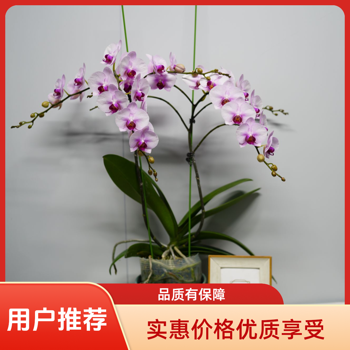 朝暮里蝴蝶兰十年老桩（杭州美女龙兰）带花带花苞开花株发货