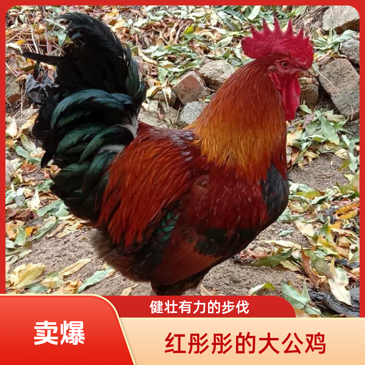 官庄葡萄园放养大红公鸡林间散养大公鸡新鲜现杀带中通包邮