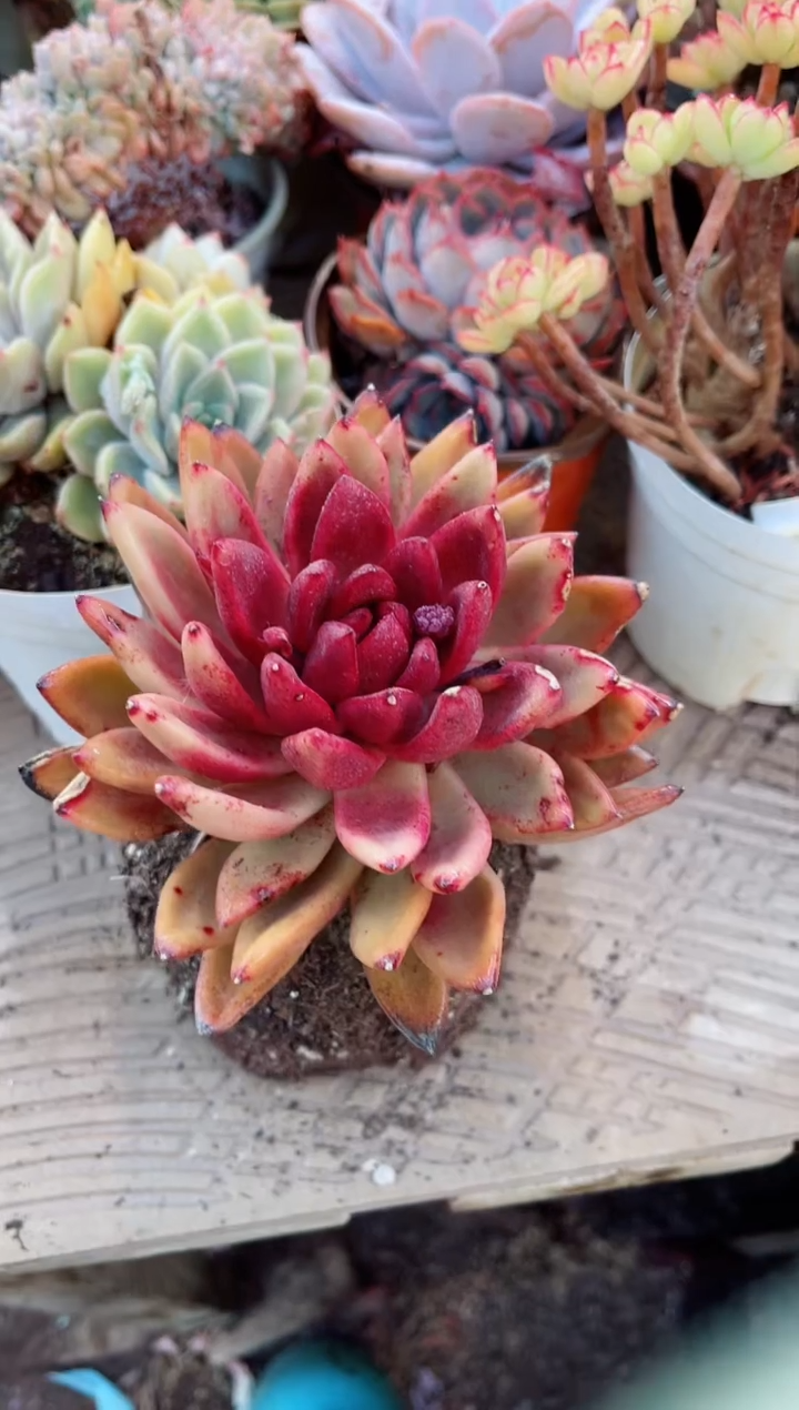 【闪购商品】20078