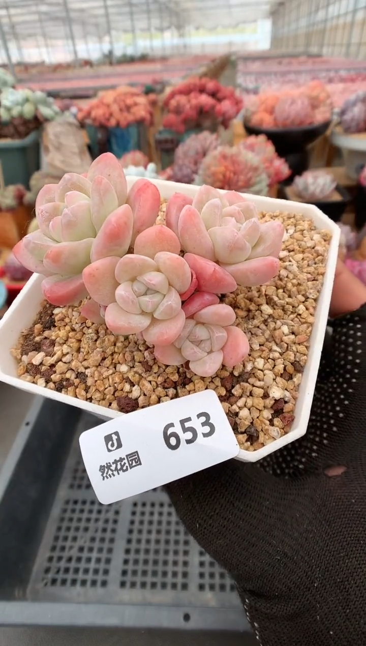 653冰玉一物一拍