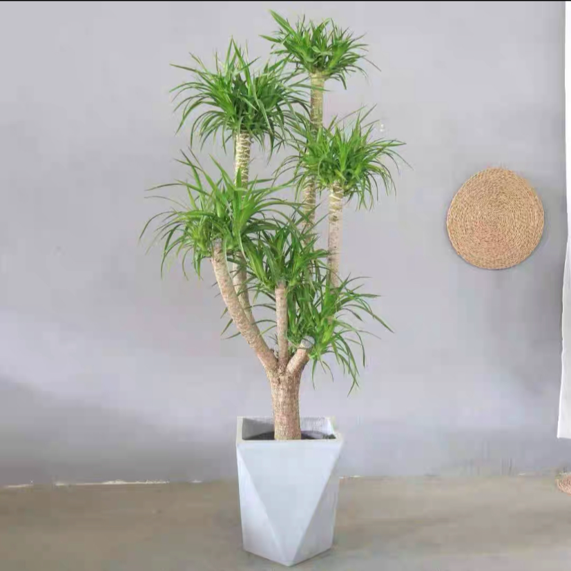 大多头龙须树盆栽龙血树办公室客厅大型绿植室内植物多头龙铁树