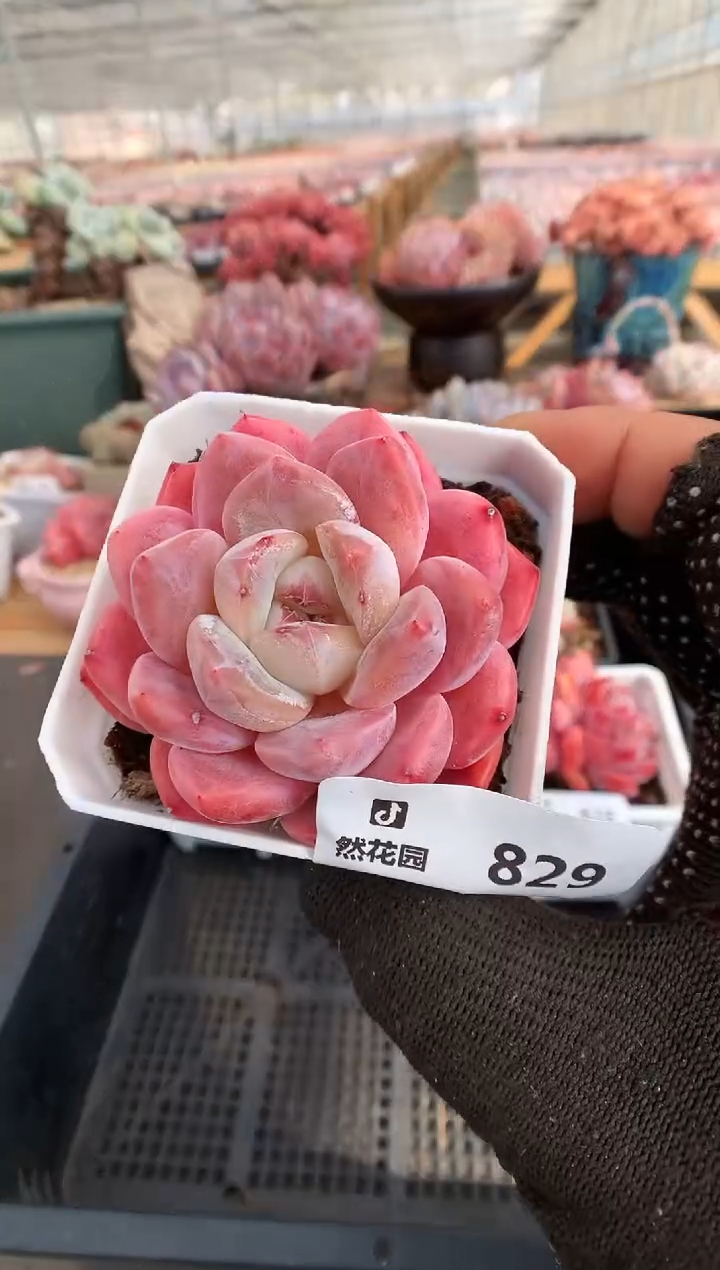 【闪购商品】829太妃糖一物一拍