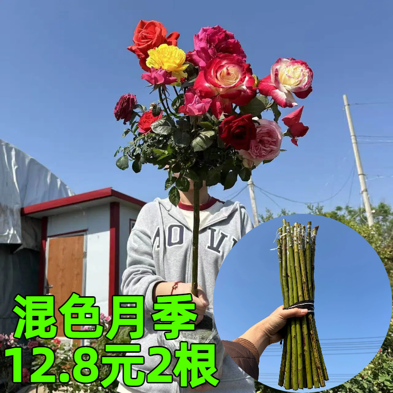 嫁接多品种棒棒糖月季苗大花月季