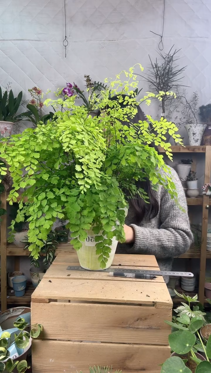 无花朵850飞雪加盆一套