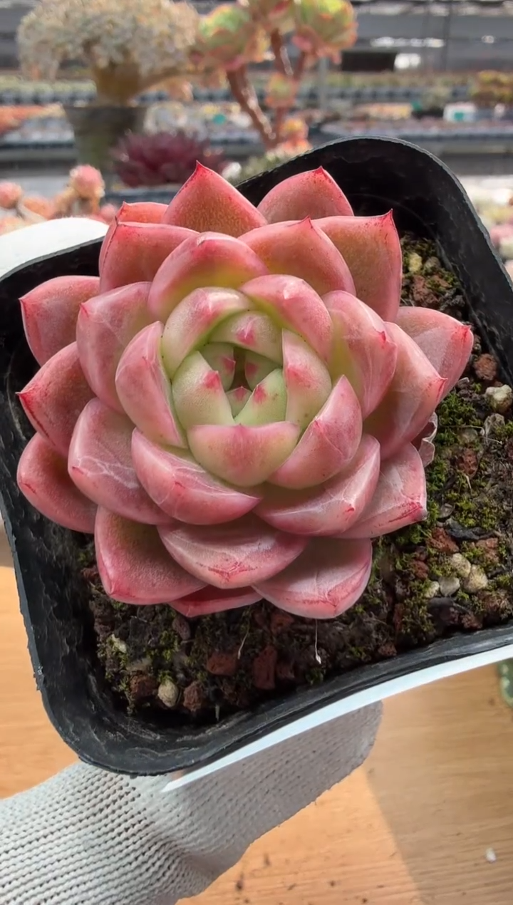 东云多肉园二店-177