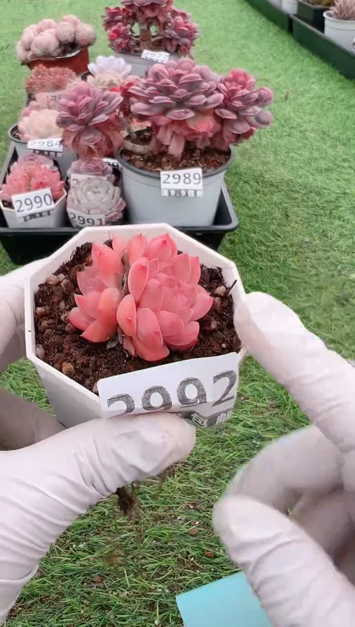 【闪购商品】信福多肉一物一拍