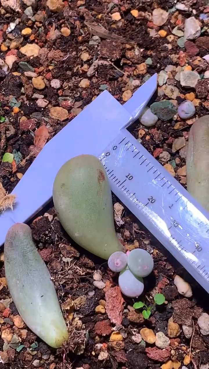 米可叶插苗，满28包邮，不满发一个叶片到付