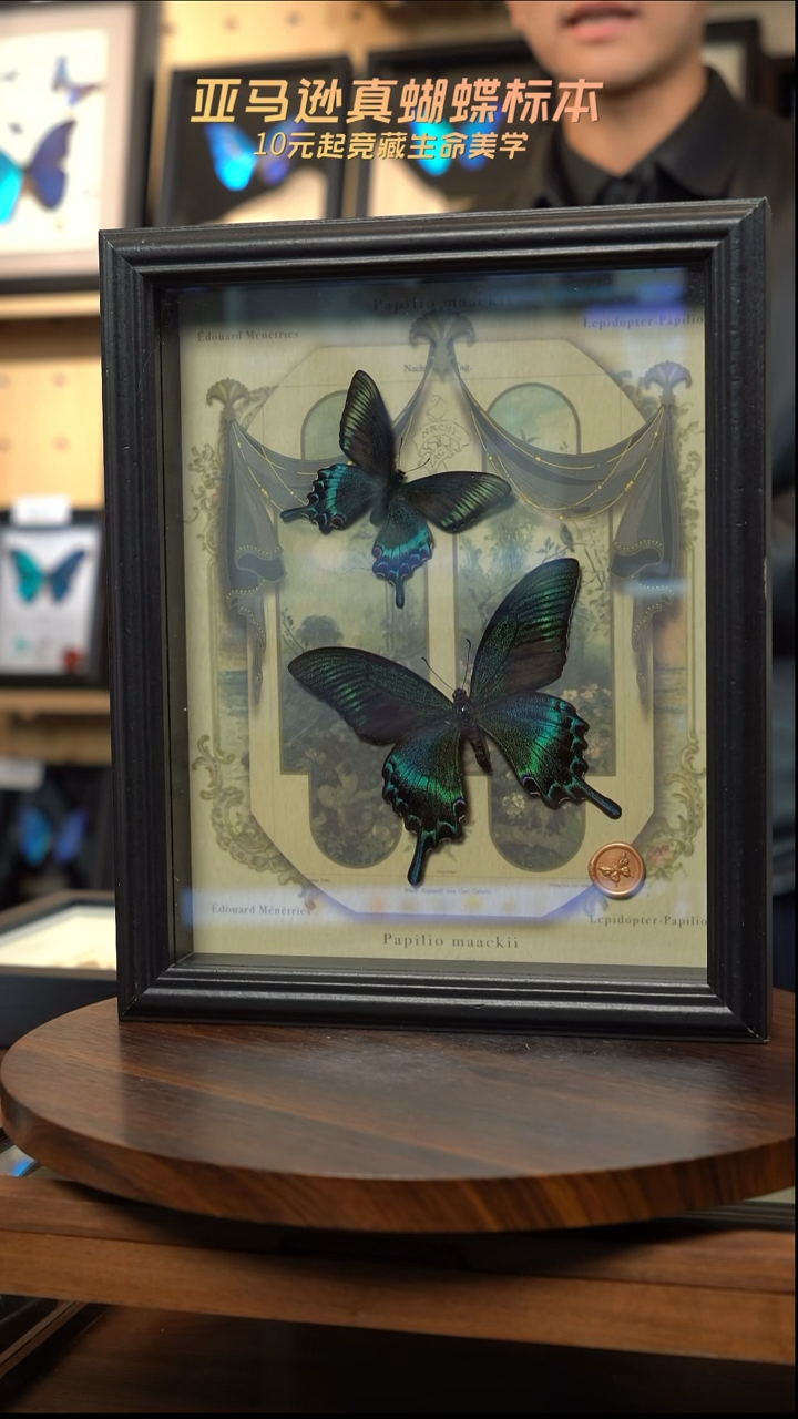 绿带翠凤蝶春夏型组合复古窗花款