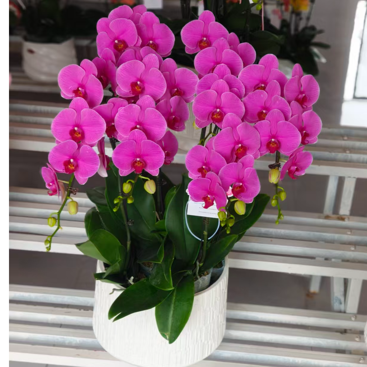 蝴蝶兰（恭喜发财）6株6个花剑室内花卉