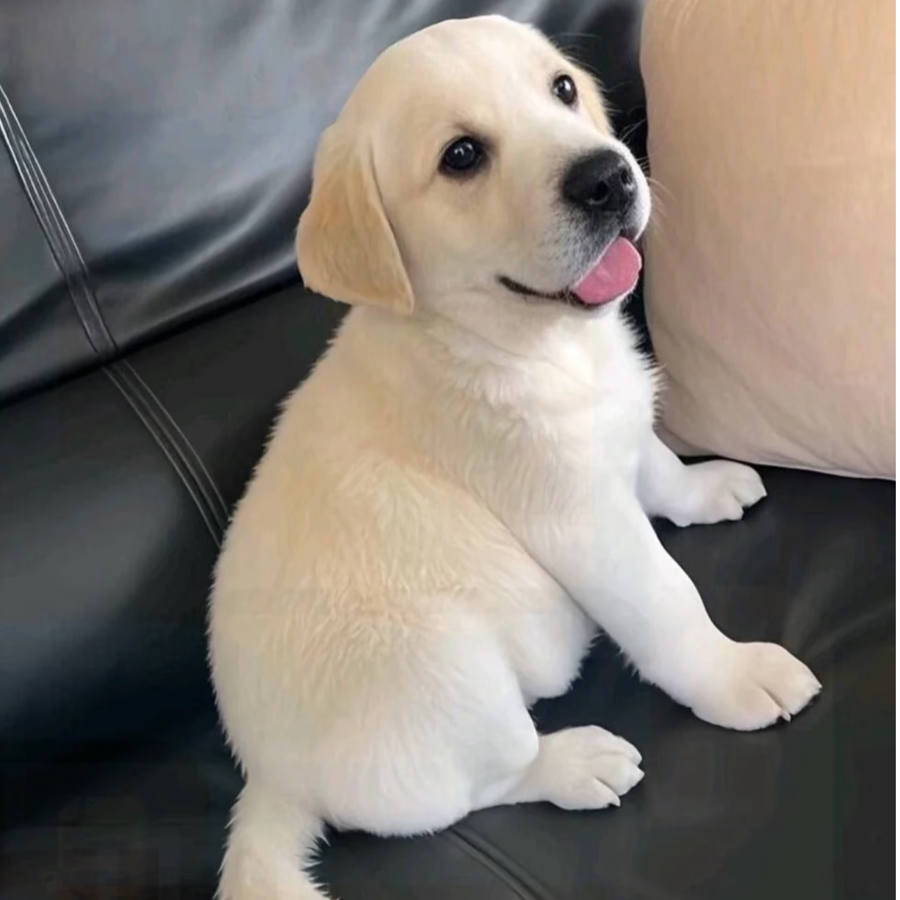 可爱的拉布拉多宝宝