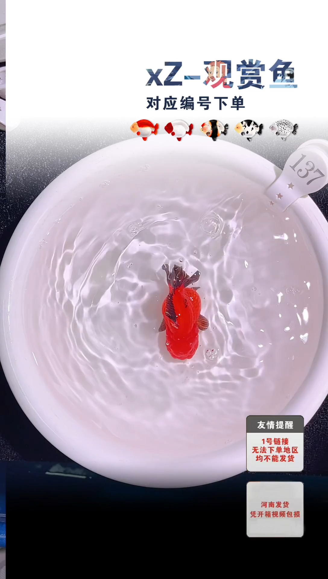 金鱼包装必拍未拍顺丰到付137号