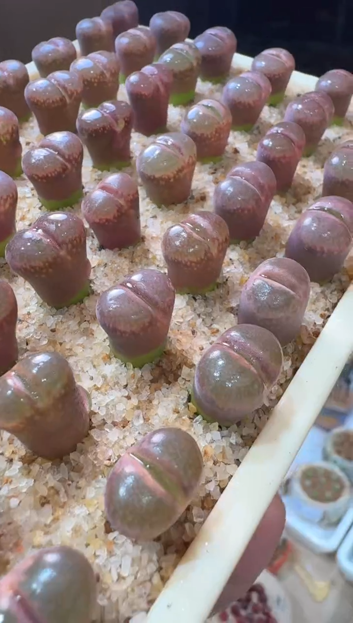 119多肉植物肉锥一颗