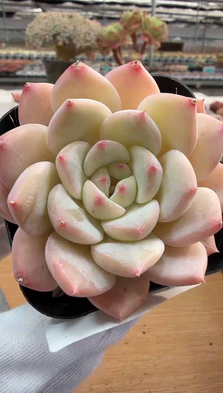 东云多肉园二店-182