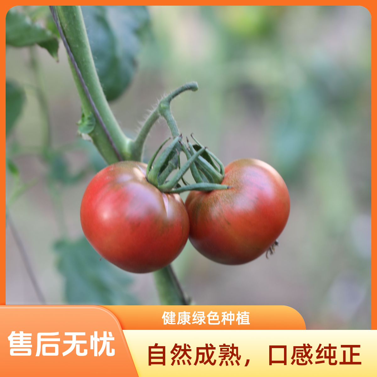【草莓西红柿】密云本地草莓西红柿水果西红柿铁皮西红柿现摘现发