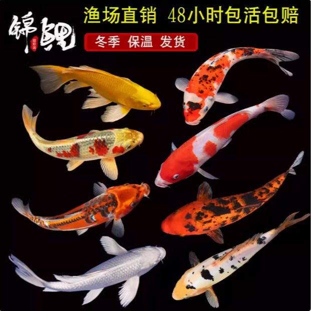【小七星】8-10cm黄金2+红草2+松叶3共七条锦鲤冷水鱼观赏鱼好养