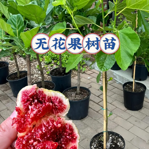 【高50-60cm挂果】无花果树苗阳台小院庭院地栽盆栽南北方抗旱耐寒
