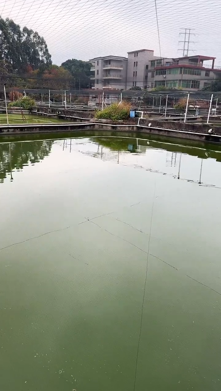 金鱼豆****w水娃娃观赏鱼兰寿金鱼 不包邮