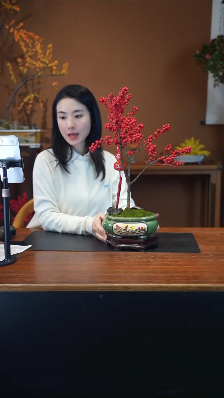 全部花朵冬青盆景盆景盆景