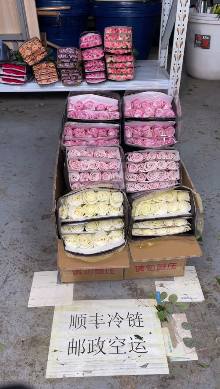 骄傲20枝+曼塔20枝+气场20枝