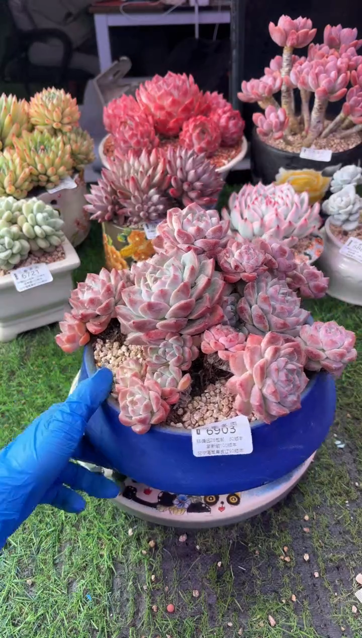 昆明印象多肉6903