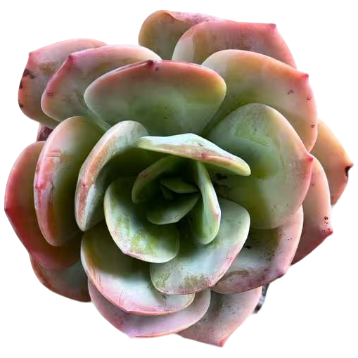 单头血凤多肉发货根系种植优选精选售后基地自产自销