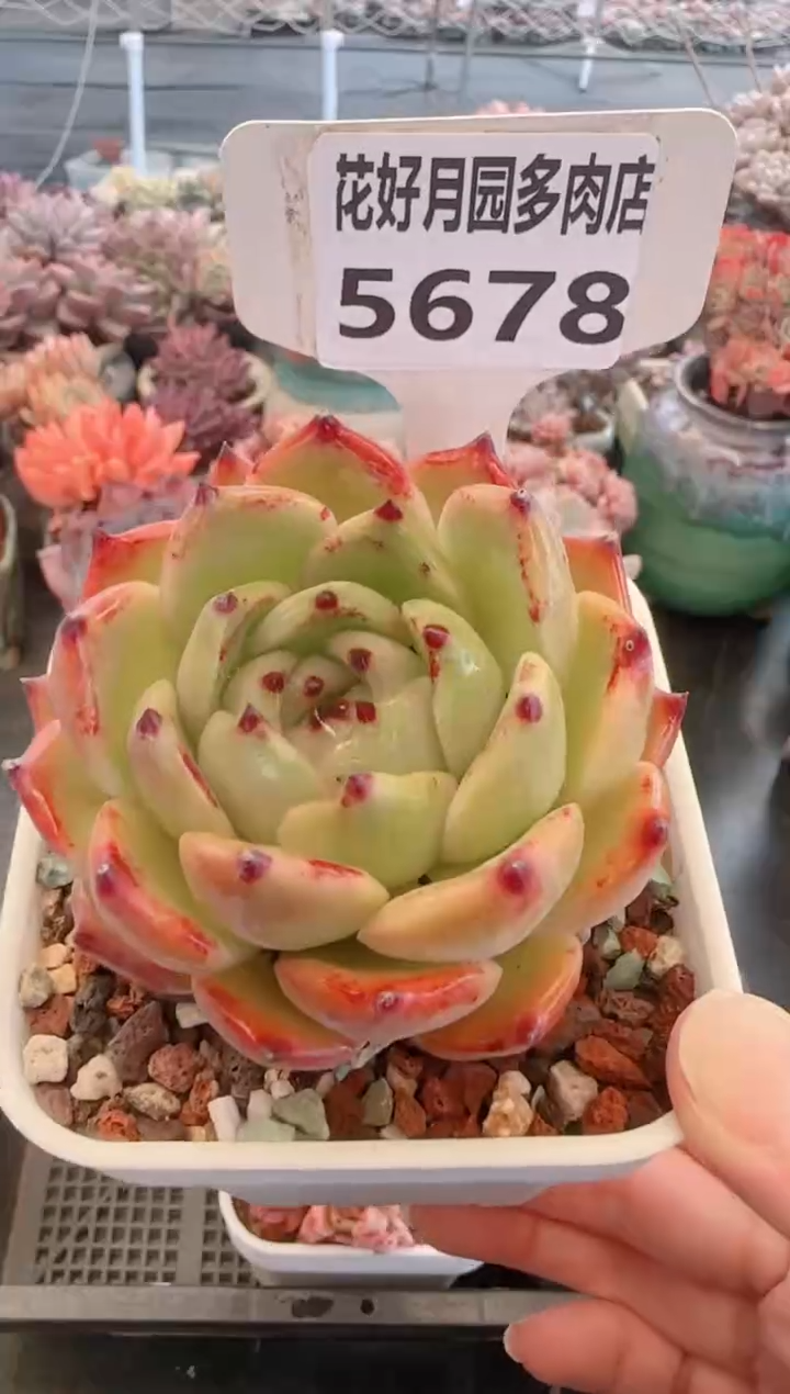 【闪购商品】5678东云杂