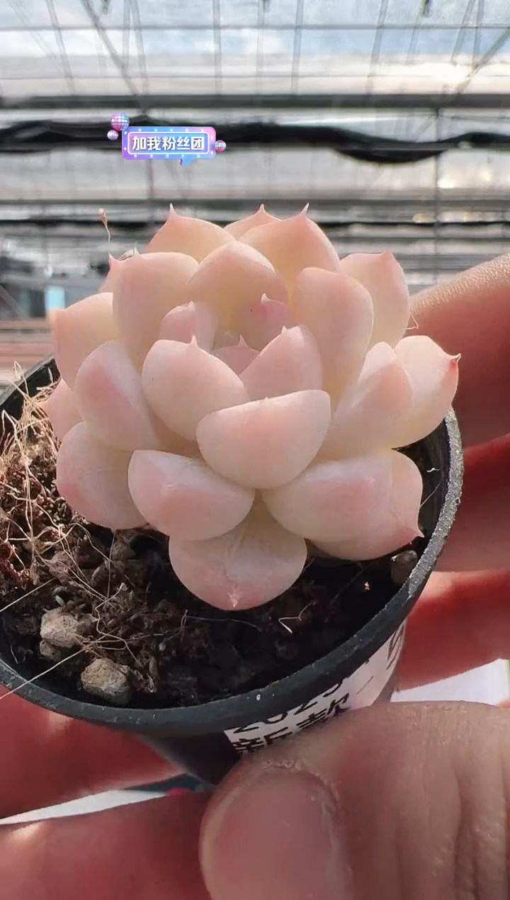 【闪购商品】新款多肉-59