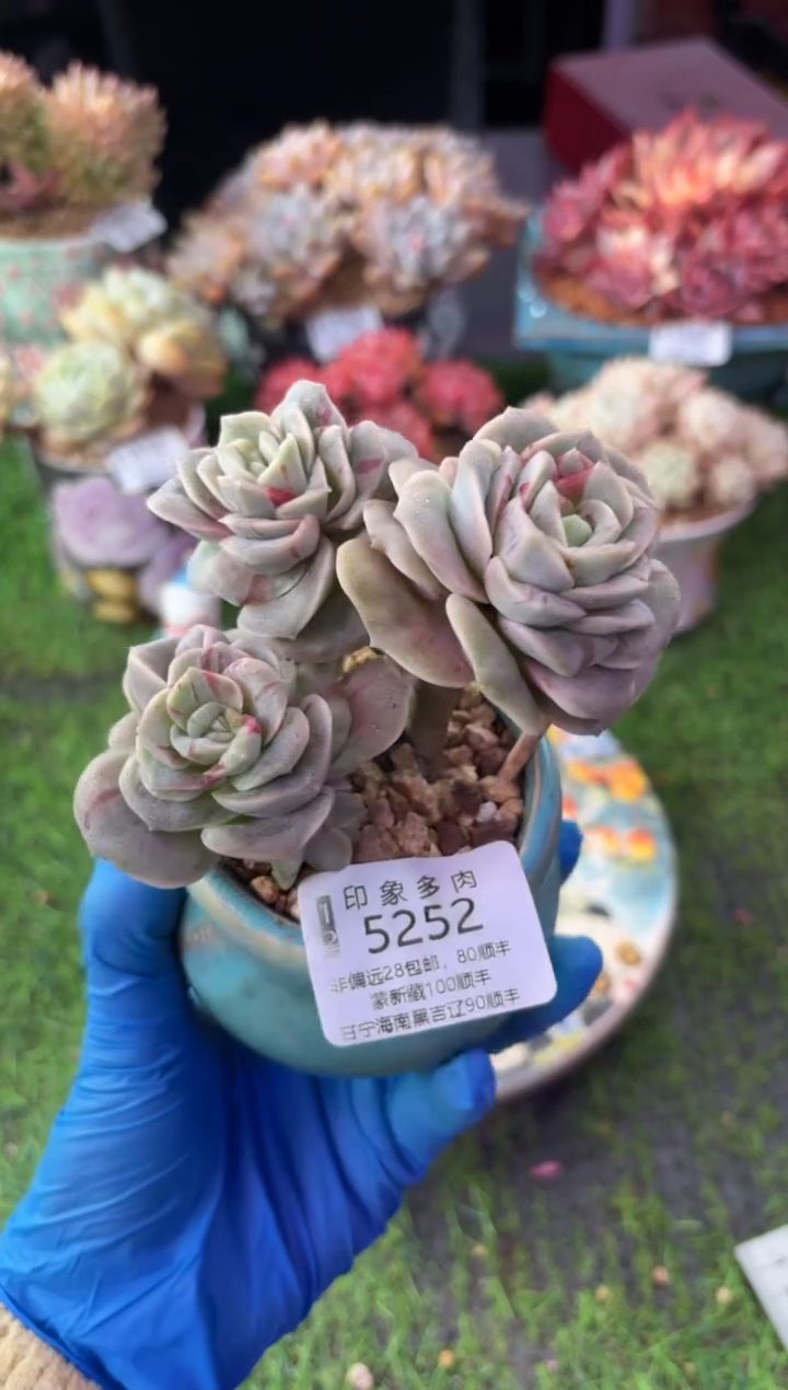 昆明印象多肉5252