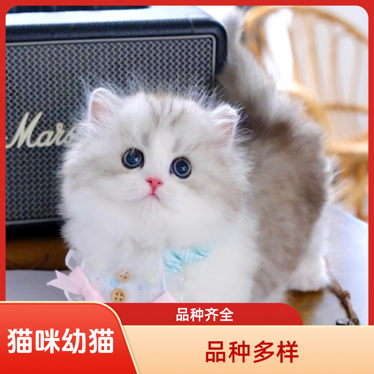 【B2-猫咪】银渐层、布偶、金渐层、起司、矮脚、三花、蓝猫、暹罗、缅因