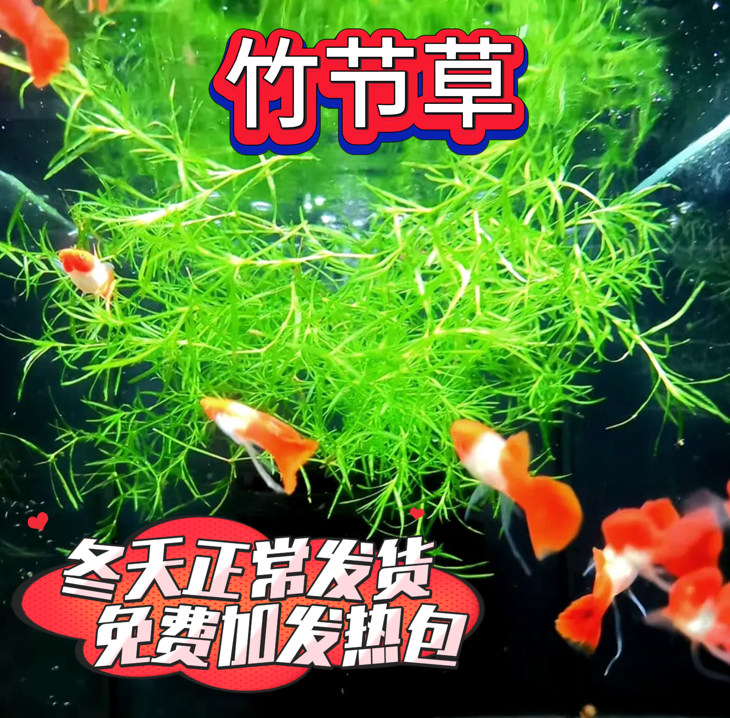 【竹节草】漂浮生长净化水质阴性鱼苗躲避繁殖绿植园艺鱼缸造景