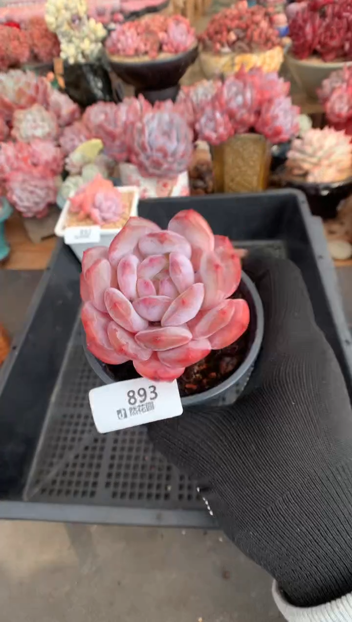 893粉星影多肉植物一物一拍