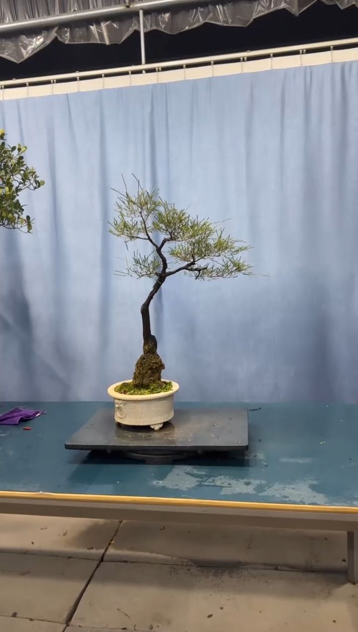 【闪购商品】盆景岗松