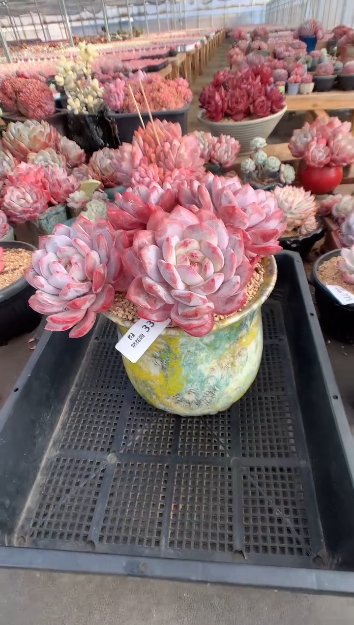 334韩橙多肉植物一物一拍