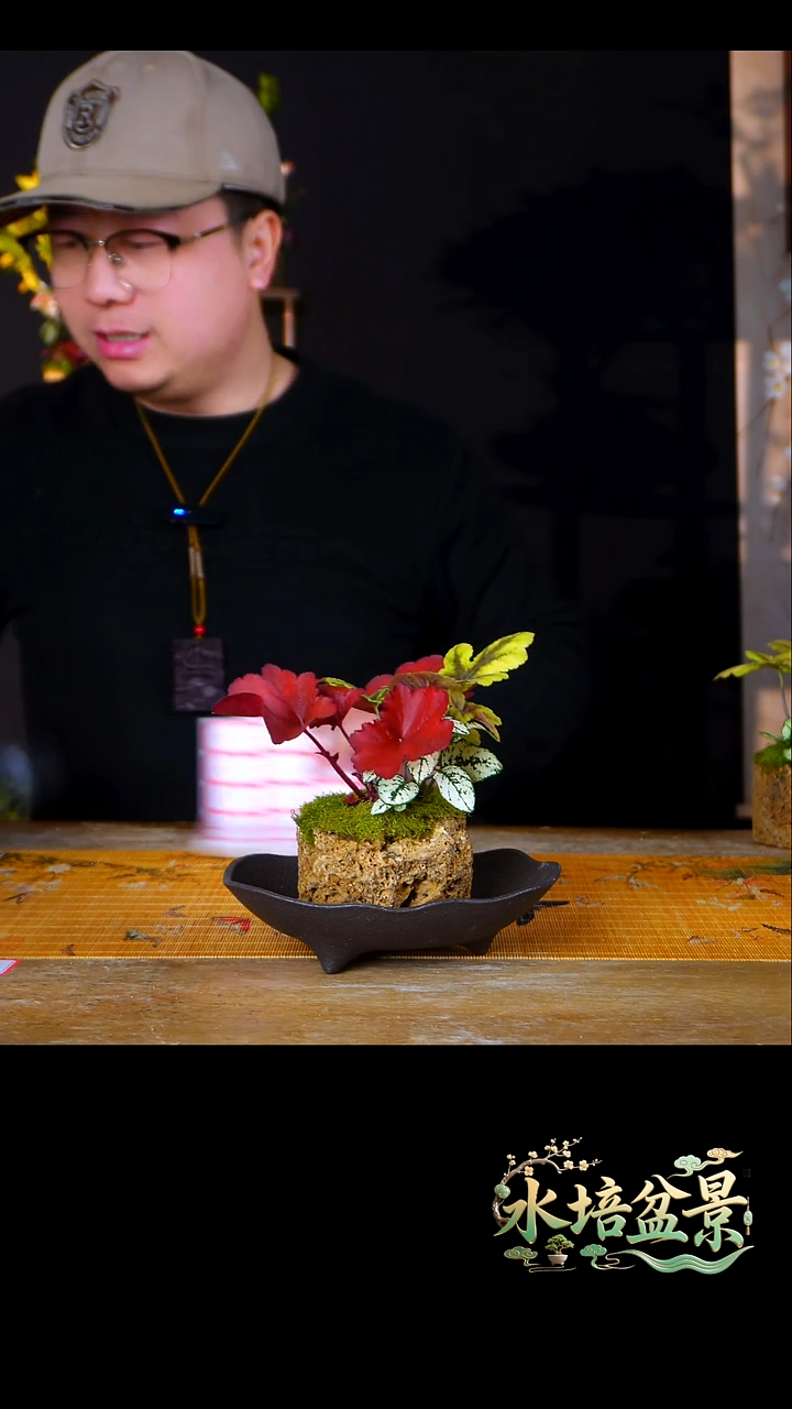 石云社一物一拍组合盆栽4