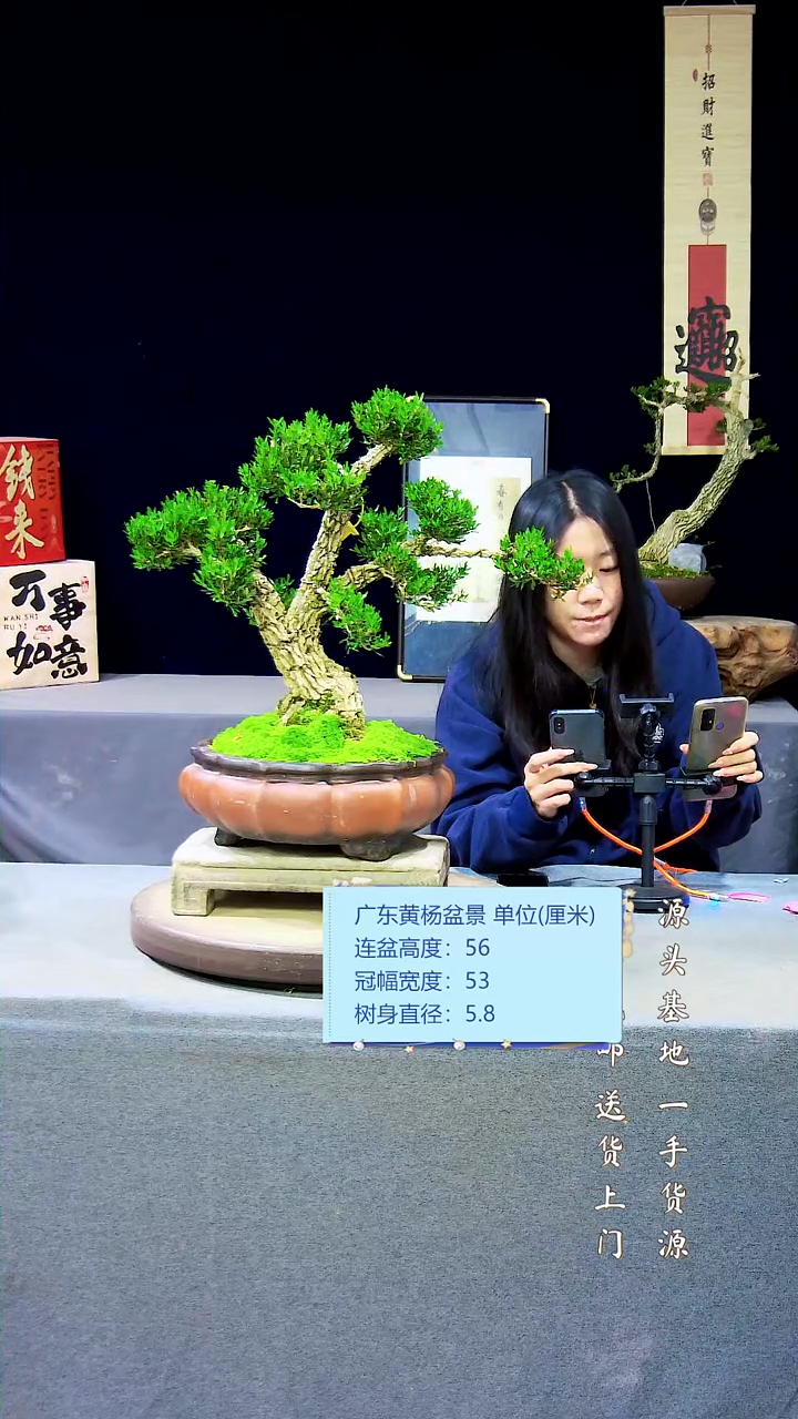 【闪购商品】黄杨盆景黄杨盆景