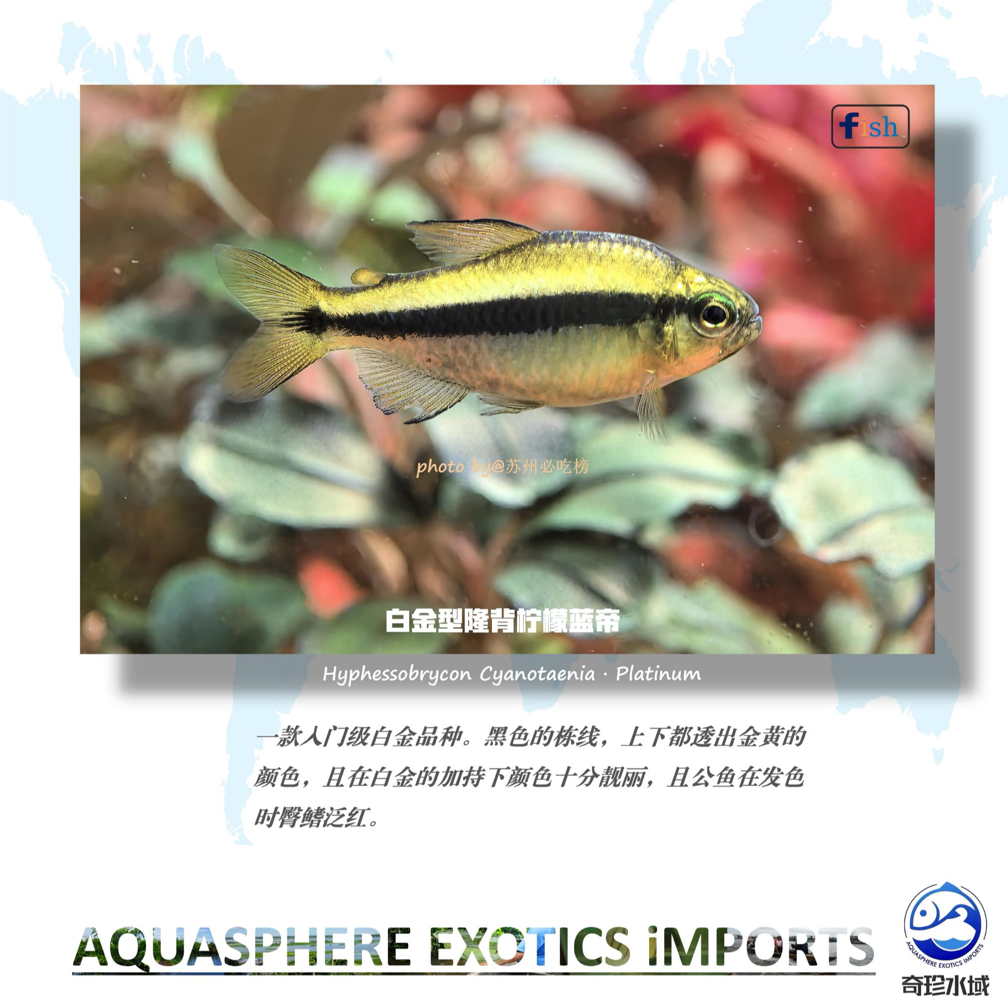 【奇珍水域】白金型隆背柠檬蓝帝