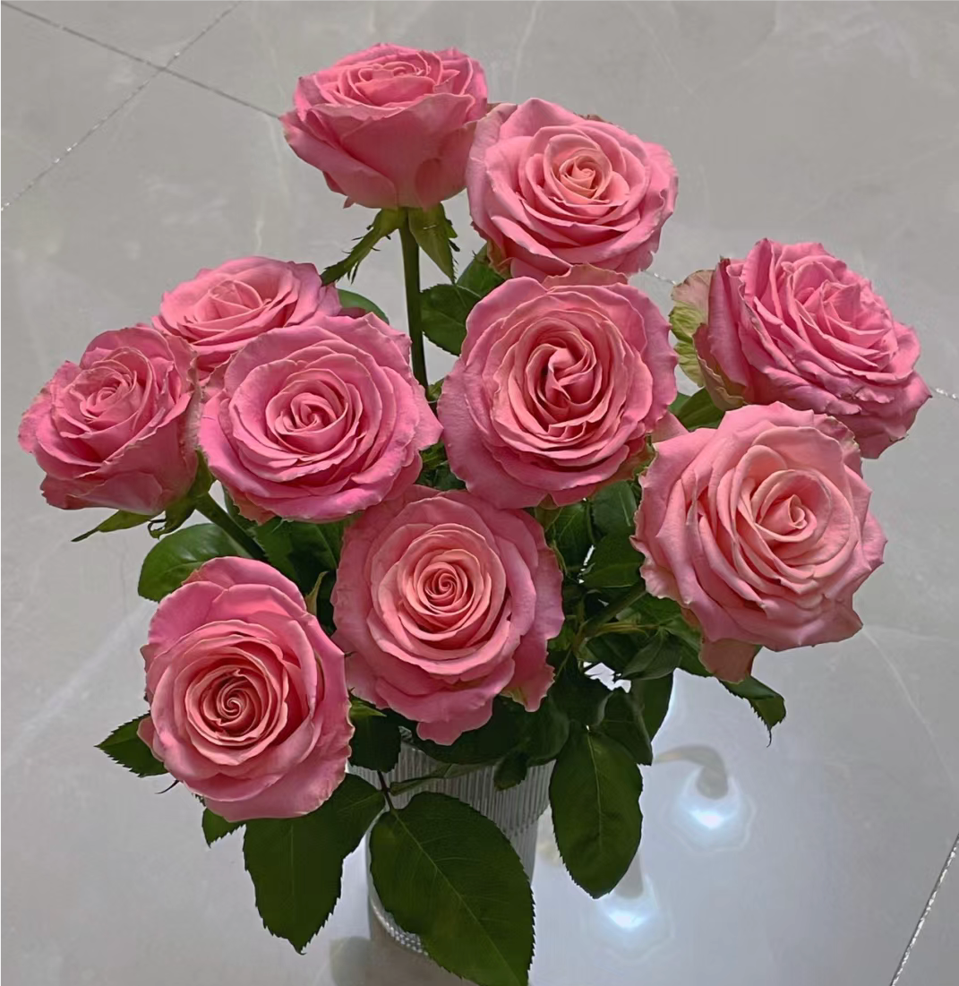 单头玫瑰【赫莫莎】10枝 全店任意鲜花满三单顺丰空运包邮到家