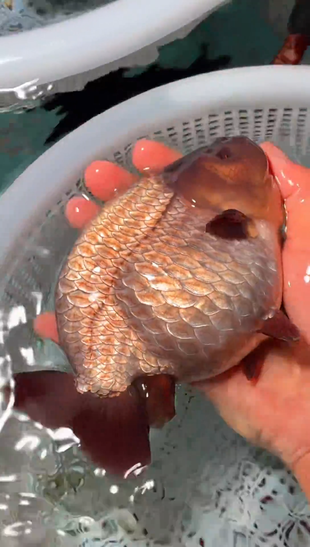 金鱼（运费到付，马印灯下展示）福州追鱼兰寿金鱼