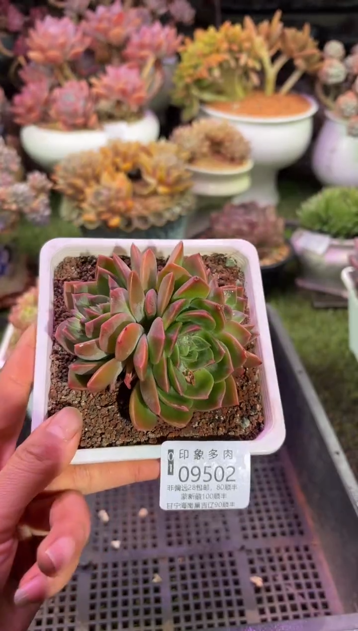 【闪购商品】09502