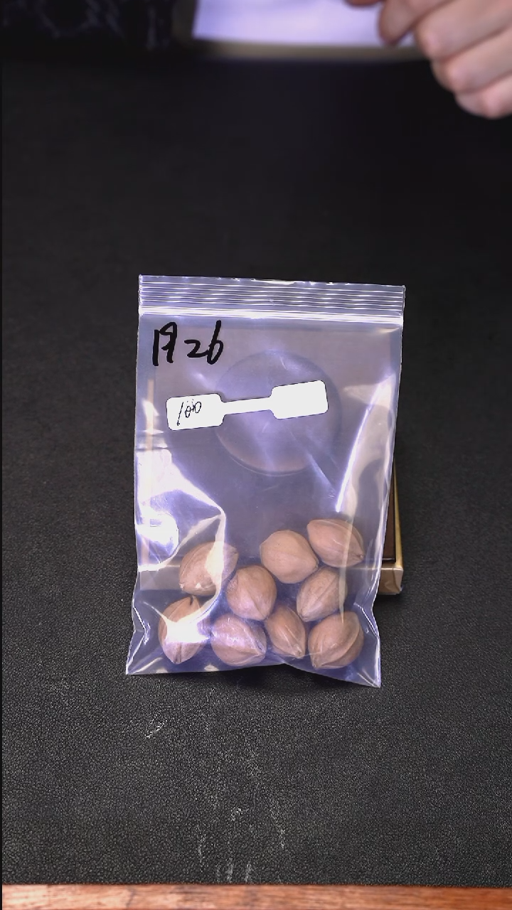 手串/手链橄榄核橄榄核/1926梅林