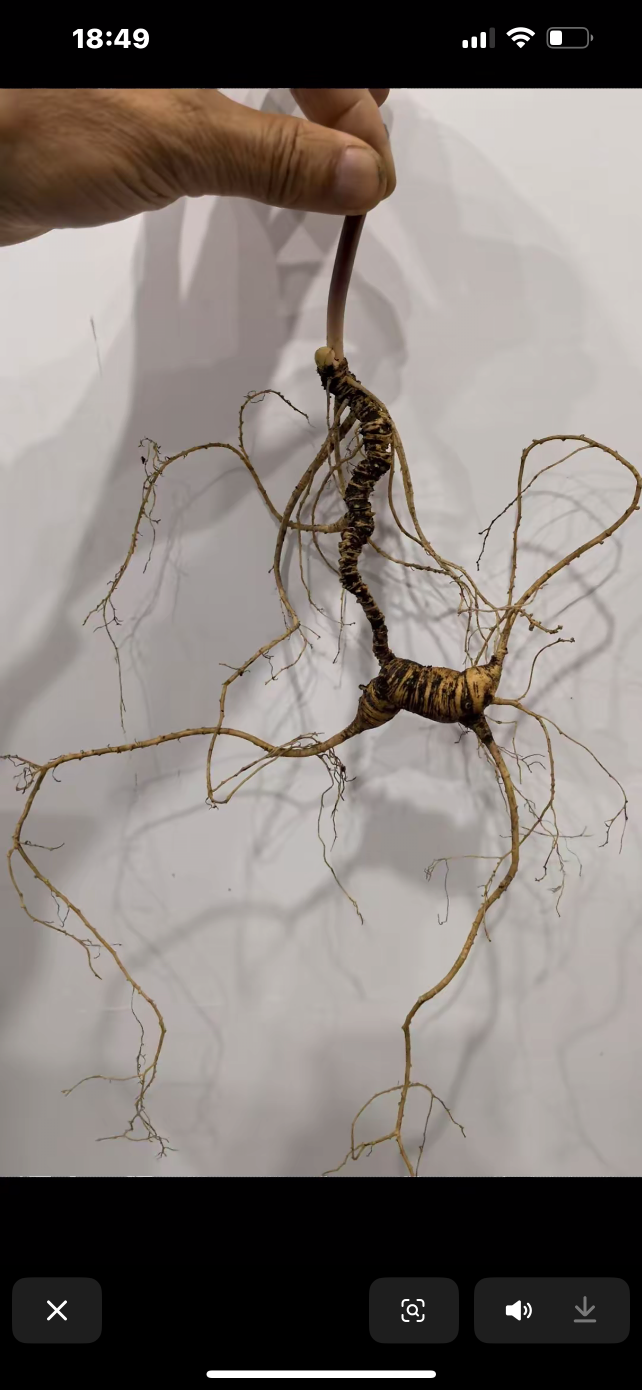 QUE LIAN/雀涟改价专用链接实物以直播间截图为准 顺丰空运