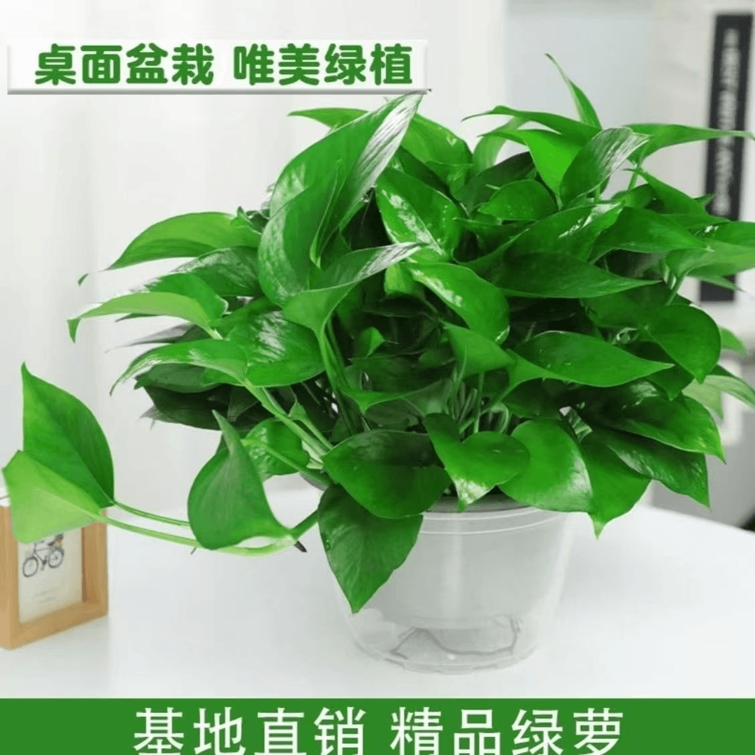 180规格大叶绿萝盆栽室内家用净化空气好养绿植