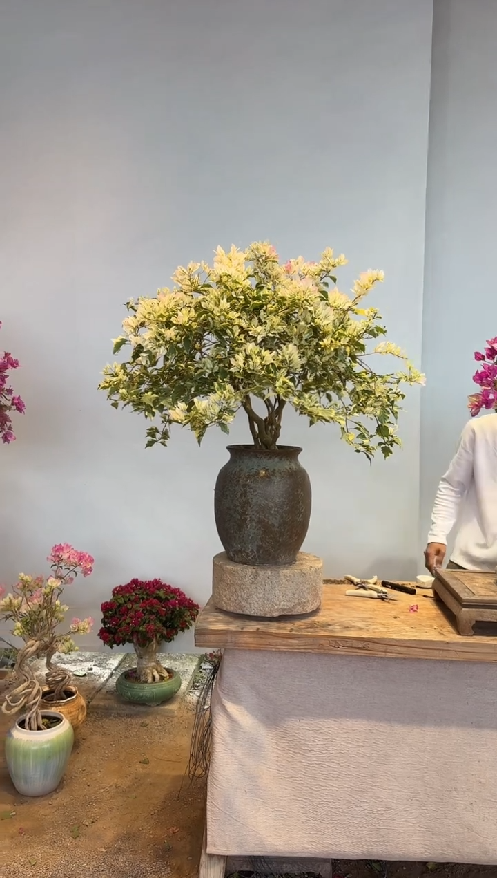 以实际为准三角梅13