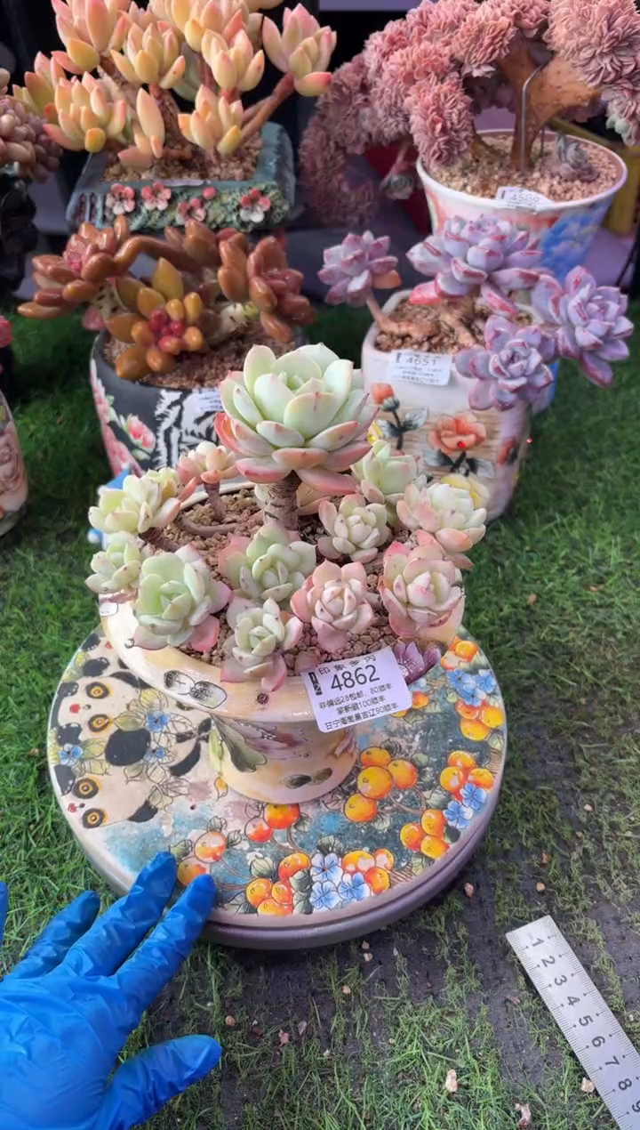 昆明印象多肉4862