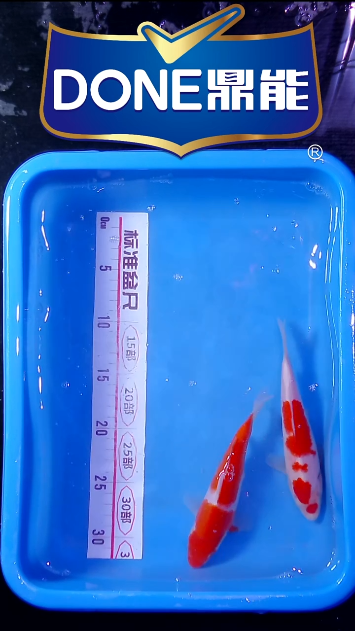 海水鱼直播间菁选 对版发货 24号